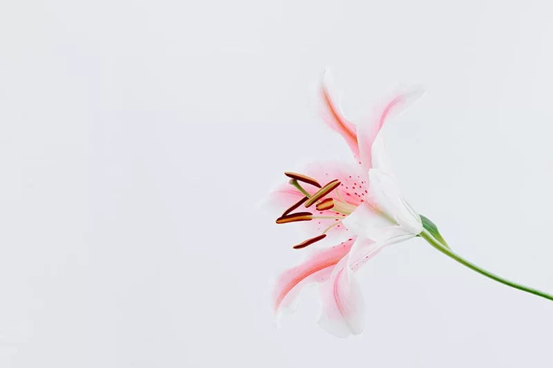 lily.jpg